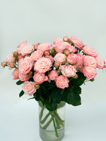 Роза кустовая пионовидная (розовая)